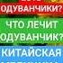 Одуванчик самый полезный сорняк в мире Лечебные свойства одуванчика