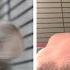 Pet Chinchilla Expectations Vs Reality