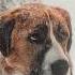 Buck The Brave Dog Call Of The Wild Edit Камин EMIN JONY Slowed Reverb