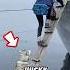 Did This Husky Manage To Climb The Stairs Husky Dog Amazing Smartdog Tranding