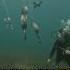 This Bird Can DIVE And SWIM UNDERWATER Cormorant Bird Hunts Fish Underwater Birds Shortsfeed