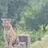 Tiger Spotted In Karnataka Kabini Forest