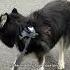 Honestly My Husky Ain T Wrong To Be Mad Husky Huskies DogVideos FunnyDogs