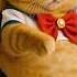 Is This The New Sailor Moon Vouging Style Catshorts Sailormoon Cuteanimals Fyp Fypシ Viral