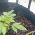 Double Grape Mephisto Genetics Balcony Grow 420 Mephisto Grow Cannabiseducation