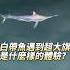 白帶魚天亞釣組釣到旗魚
