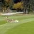 Coyote Attacks Deer On Golf Course Buddy Sent Me This From Idaho Hunting Viral Deer Coyote