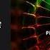 PREMIERE NuFects Cubensis Suza Records