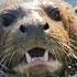 WILD FIGHT Honey Badger Takes On Giant River Otter