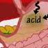 The Digestive System Song By Peter Weatherall
