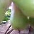 Music Fruit Makopa Sweet
