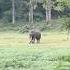 Alone But Powerful Trendingshorts Wildlifevideos Tusker Wildlife Kabini A Nagarhole