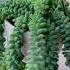 From A Single Leaf It Can Become This Dense