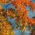 Andre Rieu My Way