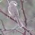 Tawny Flanked Prinia Bird Sitting Among The Thorns Soundeffect Cutebirds Shorts