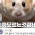골든햄스터의 발정이란