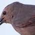 Bird Sounds In Slow Motion Birdsounds Ahhh