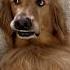 My Dogs Faked Sick To Stop Me From Crying