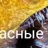 Nat Geo Wild Самые опасные животные Морские глубины