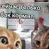 Разговор двух котов ч 99