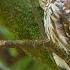 Spotted Owl Amazing Animals