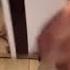 Sen Trope Sped Up