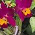 Striking RED And Yellow Fragrant Cattleya Orchid Blooms Twice A Year