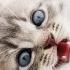 Cat Meow Sound Effects 2hrs Relaxing Noise Calming Kitten Meowing Sounds