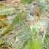 Redman And Method Man How High Remix WMV
