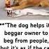 The Dog Helps Its Beggar Owner To Beg From People But Icat Added A Little Extra Charm