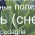 Сныть снедь трава Полезные и питательные свойства