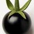 Tomatoes Were Poisonous Suraj Kabir Shorts