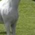 N 60 GALINKA EL SHEIKH Ströhen 2016 C Show Stallions 10 Years Old Class 14