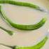Viral Green Chilli Curd Recipe Shorts Curd Pragnascookingdairy