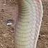 Lilith The White King Cobra Looking FIERCE