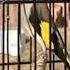 Седоголовый щегол Узбекистана Singing Goldfinch