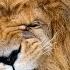 Дикая природа Львы хулиганы National Geographic Wild