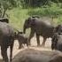 Elephant Charging The Herd Kruger National Park
