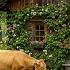 Switzerland Countryside Life Relaxing Walk In Switzerland S Most Beautiful Villages