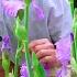 Creating A Dream Backyard Flower Garden