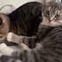 Cat веселыекоты марсик тимоша