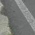 Three Toed Sloth Crossing The Road In Costa Rica