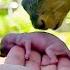 Mama Squirrel Adopts Orphaned Baby The Dodo