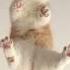 Cute Cat Videos Cat Videos Compilation 2022 168 Funny Cat Videos2022 Atb Animal Videos