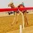 Abi Dubai Camels Works