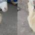 Pure Quality Guntur Menda Available In Falaknuma Heavyweight Sheep S In Falaknuma Hyderabad