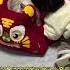 小猫爱一个人 就是把心爱的东西让给她 Shorts Cat Cats