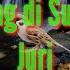 MASTERAN MURAI BATU YANG DISUKAI JURI