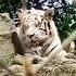 White Tiger Shorts Dashingdarshan S S