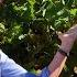 In The Vineyard At Togni